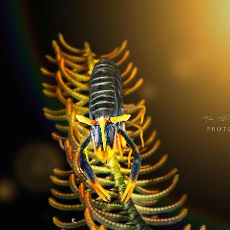 K2 Lembeh Dive Resort Bitung Eksteriør bilde