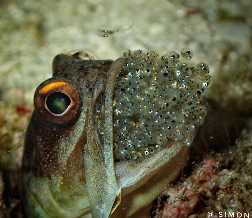 K2 Lembeh Dive Resort Bitung Eksteriør bilde