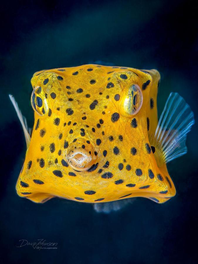 K2 Lembeh Dive Resort Bitung Eksteriør bilde