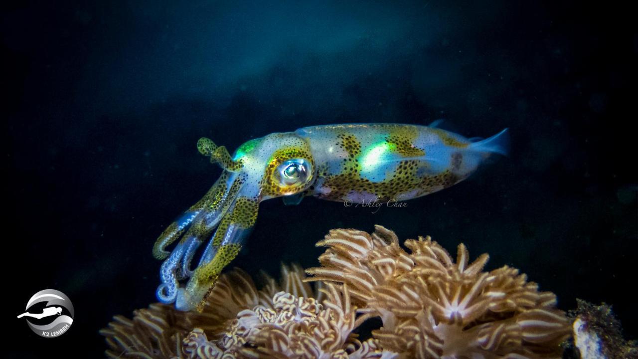 K2 Lembeh Dive Resort Bitung Eksteriør bilde